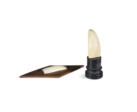 A 19TH CENTURY MARINE IVORY WALRUS TOOTH, on a circular ebonised plinth, the tooth 12cm long and 21cm high on base; together 