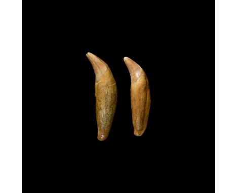 Pleistocene Era, 40000-20000 BP. A pair of large cave lion Felis sp. teeth with full enamel and roots. Cf. Dawkings, W. Boyd 
