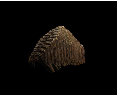 Pleistocene Era, 40000-20000 BP. An almost complete adult woolly mammoth Elephas primigenius tooth with partial compound root