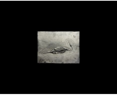 Triassic Period, 250 million years BP. A complete fossil Keichousaurus hui on a rectangular matrix.  1.3 kg, 29cm (11 1/2"). 