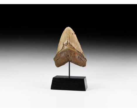 Pliocene Period, 5.2-2.5 million years BP. A fossil triangular tooth from a giant shark Carcharocles megalodon with notched e