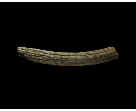 Pleistocene Era, 40000-20000 BP. A large section of the fibrous keratin core of a woolly rhinoceros Coelodonta sp. horn showi