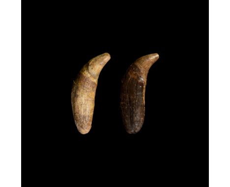 Pleistocene Era, 40000-20000 BP. A pair of large canine teeth of the cave bear Ursidae sp. with full enamel and roots. Cf. Re