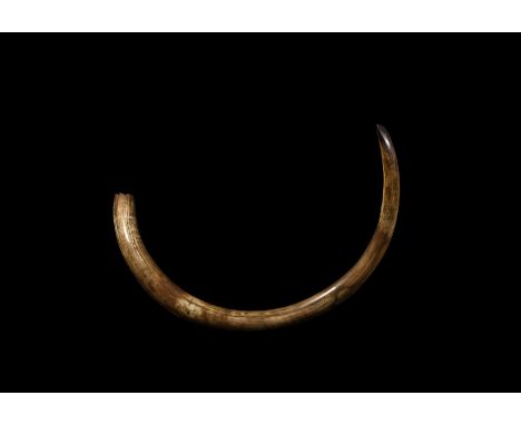 Pleistocene Era, 40000-20000 BP. A complete female woolly mammoth Elephas primigenius tusk having a dramatic curve along the 