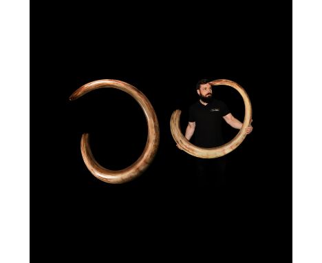 Pleistocene Era, 40000-20000 BP. A magnificently large and heavy complete bull woolly mammoth Elephas primigenius tusk, havin