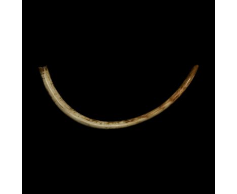 Pleistocene Era, 40000-20000 BP. A large and complete female woolly mammoth Elephas primigenius tusk having a dramatic curve 