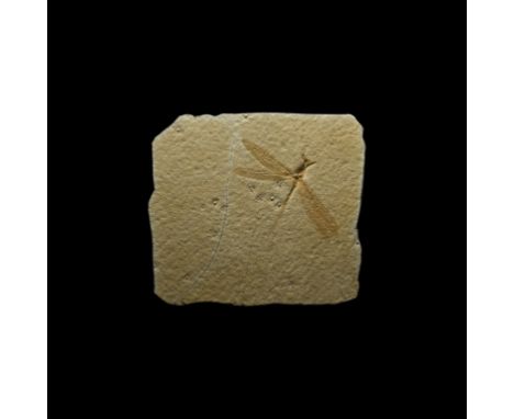 Upper Jurassic Period, 140 million years BP. A rare complete fossil dragonfly Isophlebia aspasia in a matrix.  681 grams, 20.