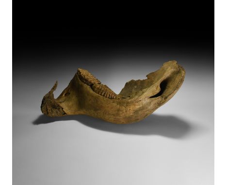 Pleistocene Era, 40000-20000 BP. A large lower right mandible of a woolly mammoth Elephas primigenius showing two part worn t