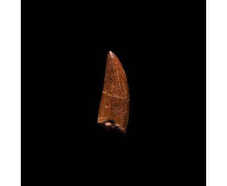 Cretaceous Period, 100 million years BP. A large example of Carcharodontosaurus saharicus, African T-rex tooth with visible s