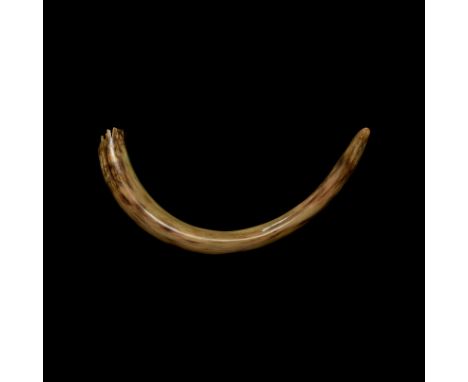 Pleistocene Era, 40000-20000 BP. A large and complete adult woolly mammoth Elephas primigenius tusk having a dramatic curve a