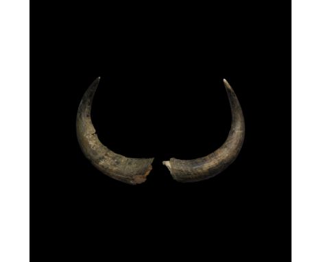 Pleistocene Era, 40000-20000 BP. A large pair of sharply curved bull aurochs horns Bos sp., each complete with intact horn (k
