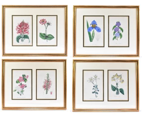 Eight 19th century hand coloured botanical prints, framed and glazed as four pairs, each 22 x 14cm, frames 39 x 49cm.Addition