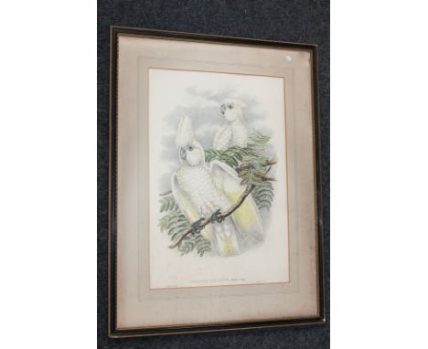 After W Hart, pair of white cockatoos, coloured print, with inscription, 51cm by 34cm, (NC)