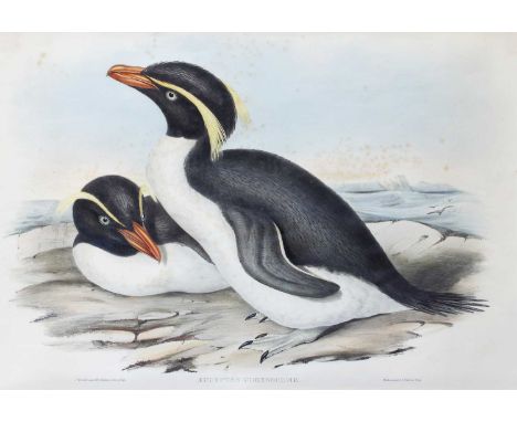 After John Gould (1804-1881) A pair of rock-hopper penguins "Eudyptes Chrysocome" Lithograph, together with a companion depic