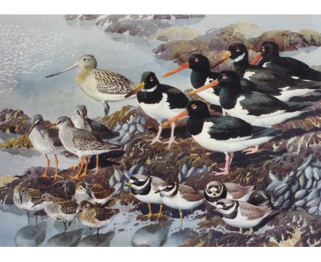 After Charles Frederick Tunnicliffe RA, RE, ARCA (1901-1979)Shoreland WadersLimited edition lithograph, signed and numbered 4