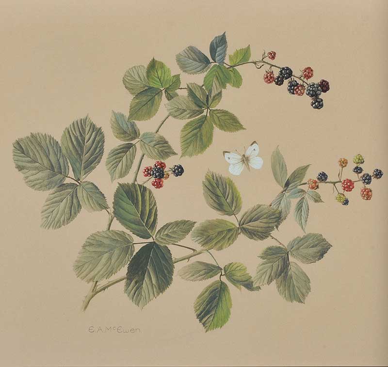 Elizabeth McEwen BLACKBERRY BRAMBLE Watercolour Drawing 12 x 14