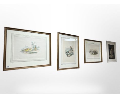 J. Gould and H. C. Richter (Lithographers) :  Budytes Flada, lithograph in colours, together with two further ornithological 