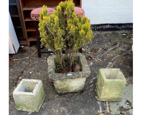 A reconstituted stone planter with shrub, two others, smallerThis lot must be collected from S44 5SU on Friday 23/4/21 betwee