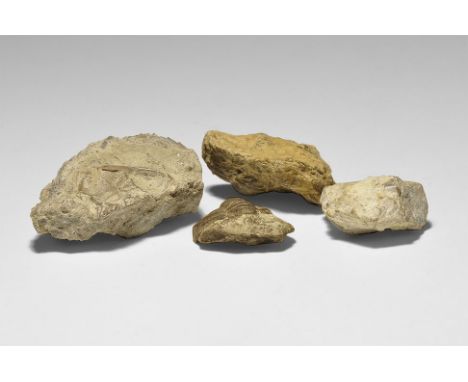  Silurian Period, 440 million years BP. A group of four finely preserved trilobite tails from the species Calymene blumenboch