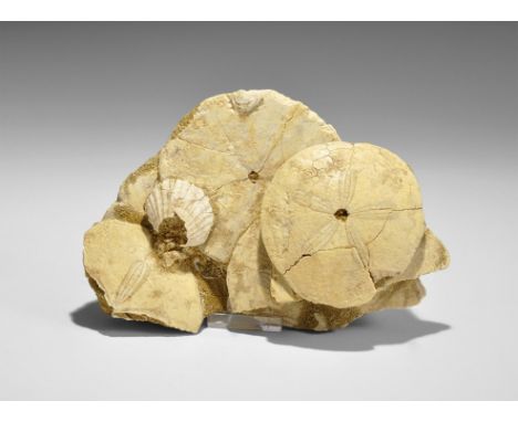  Miocene Period, 23-5.3 million years BP. A display group of echinoderms Scutella faujas discovered in Doue la Fontaine, Falu