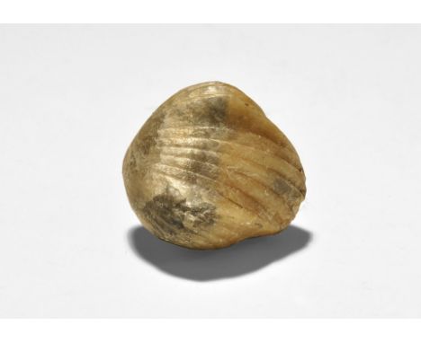  Jurassic Period, 200 million years BP. A finely preserved brachiopod Rhynchonella tetrahedra, with old Gregory, Bottley and 