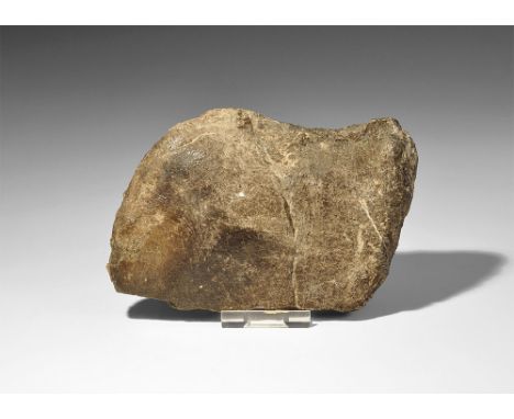  Cretaceous Period, 145-65 million years BP. A section of an Iguanodon's clavicle bone section from Wealden Farm, Isle of Wig