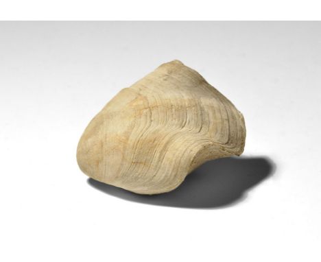  Cretaceous Period, 180 million years BP. A finely preserved fossil brachiopod Terebratula sella, with old Gregory, Bottley a
