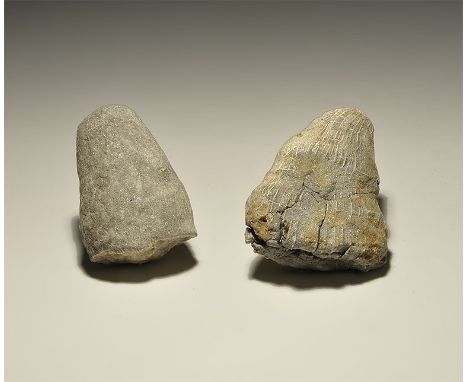  Ordovician Period, 460 million years BP. A group of two specimens of the rugose coral Zaphrentis sp., from the Gregory, Bott