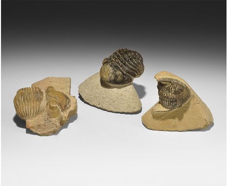  Devonian Period, 417-354 million years BP. A mixed group of trilobite specimens comprising: a Phacops granulosus trilobite o