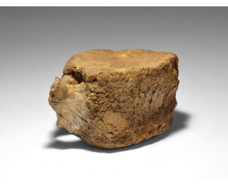  Cretaceous Period, 145-65 million years BP. A fossil vertebra of Edmontosaurus from the the Hell Creek Formation, South Dako