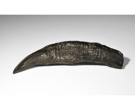  20th century AD. A museum quality replica of tooth with its root from a Tyrannosaurus Rex; the original from the Late Cretac