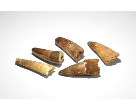  Cretaceous Period, Aptian phase, 125-113 million years BP. A group of five teeth of Spinosaurus maroccanus, from the Tegana 