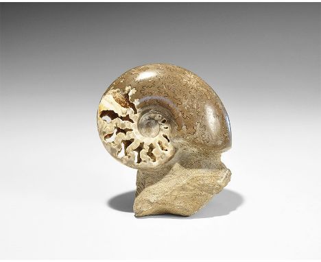  Jurassic Period, Bacocian Stage, 168-172 million years BP. A large polished chambered ammonite Sloenbachia sp. discovered at