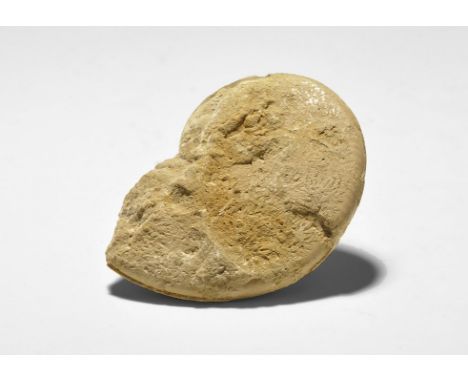  Upper Jurassic Period, 155 million years BP. A fossil ammonite of the species Phylloceras gorgonum from France, from the Gre