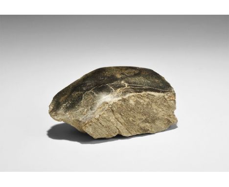  Late Jurassic Period, 163-145 million years BP. A leg bone section from an Allosaur fragilis with a polished section, from C