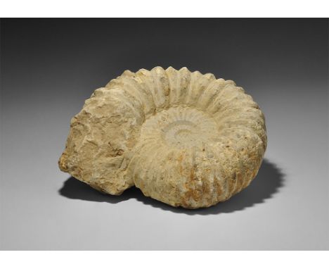  Late Cretaceous Period, Cenomanian Stage, 100-94 millions years BP. An Acanthoceras sp. ammonite from Agadir, Morocco. 1.6 k