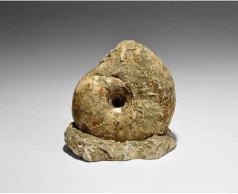  Cretaceous Period, 145-65 million years BP. An ammonite Acanthoceras sp. ammonite from Agadir, Morocco. 1.1 kg, 10.5cm (4").