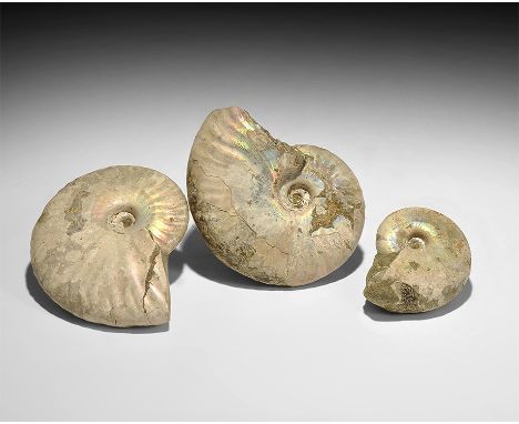  Cretaceous Period, Albian Stage, 113-100 million years BP. A group of three natural iridescent-shell ammonites comprising: t