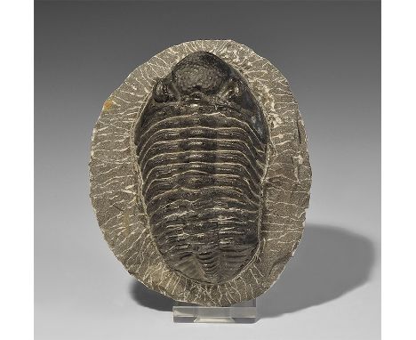  Upper Devonian Period, 385-359 million years BP. A large trilobite Phacops rana on a matrix from Alnif, Morocco. 813 grams, 