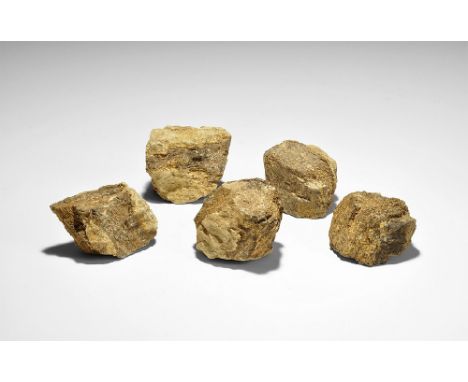  Jurassic Period, 199-145 million years BP. A group of five Camarasaurus sauropod rib sections from Wyoming, U.S.A. 293 grams