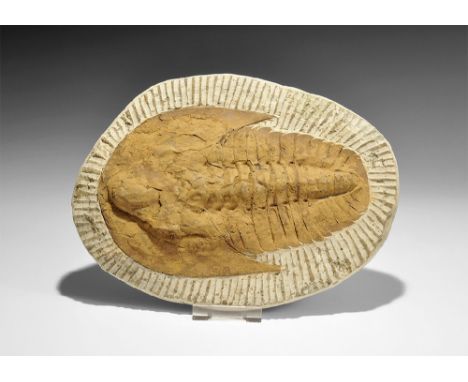  Devonian Period, 417-354 million years BP. A large Cambropallas telesto trilobite on a matrix from Djbel Ougrat, Morocco. 2.
