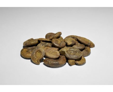  Cretaceous Period, 145-65 million years BP. A group of twenty Cephalopod sp. ammonites discovered at Arbala, Middle Atlas Mo