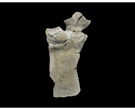 160 million years BP. A bone from the extinct Jurassic crocodile Steneosaurus sp. from the Oxford Clay, in old white card tr
