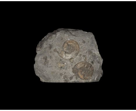  Jurassic Period, 199-145 million years BP. A sedimentary slate(?) matrix with two large examples of the psiloceras ammonite 