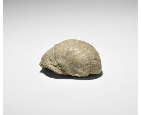  Jurassic Period, 180 million years BP. A well-preserved specimen of the mollusc Gryphaea sp., with old Gregory, Bottley and 