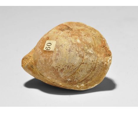  Early Cretaceous Period, 120 million years BP. A fossil brachiopod Terebratula biplicata with old Gregory, Bottley and Lloyd