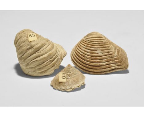  Eocene Period, 50 million years BP. A historic group of two fossil molluscs and one fossil gastropod from the Gregory, Bottl