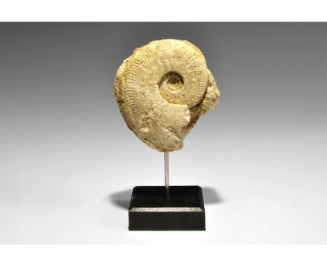  Upper Jurassic Period, 170 million years BP. A Harpoceras elegans ammonite from Somerset, UK; mounted on a custom-made stand