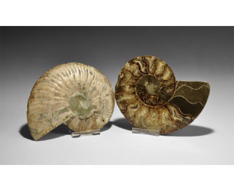  Cretaceous Period, 100 million years BP. A finely cut and polished Cleoniceras sp. ammonite from Madagascar, preserving many