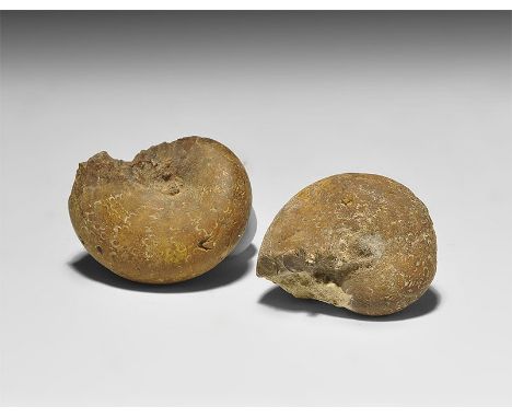  Lower Cretaceous Period, 140 million years BP. A group of two well preserved Phylloceras serum ammonites showing good suturi